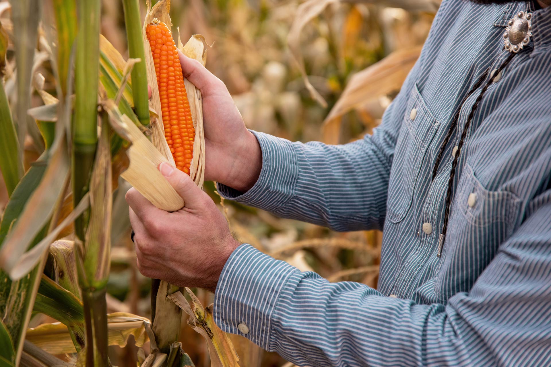 Professor Torbert's Orange Corn