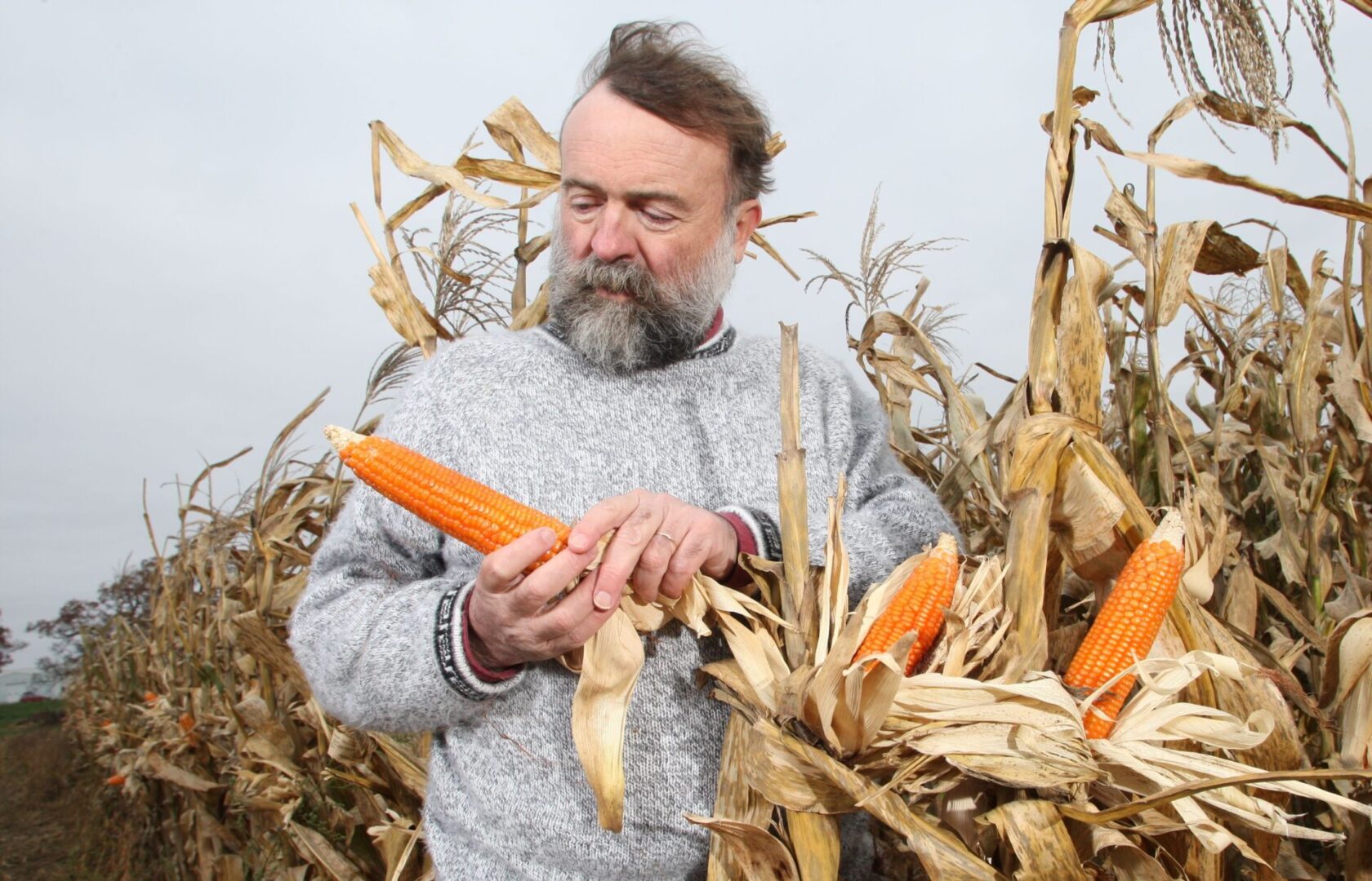 Professor Torbert's Orange Corn