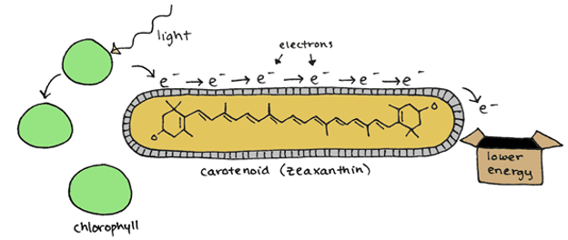 antioxident conveyor belt