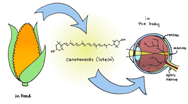 movement of carotenoids from plant to people