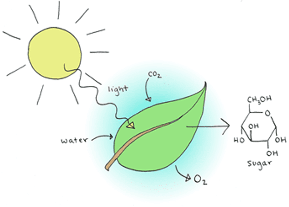 Photosynthesis