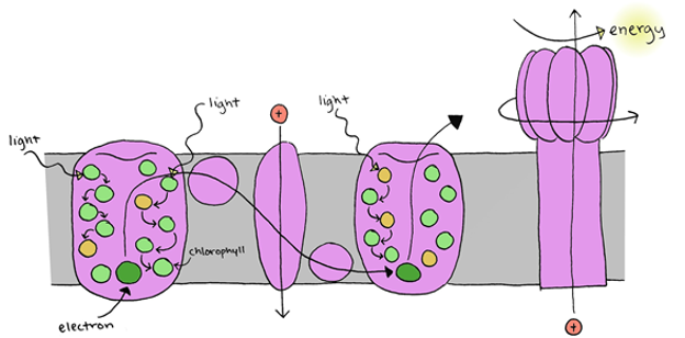 Simplified Electron Transport Chain (inside the leaf)