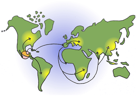 corn spreads throughout the world
