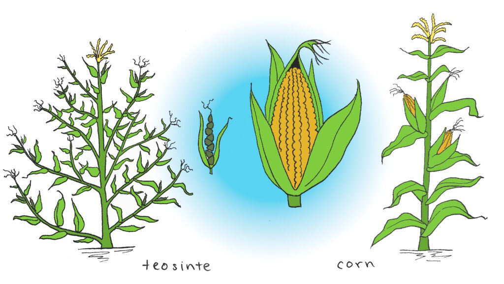 teosinte vs corn