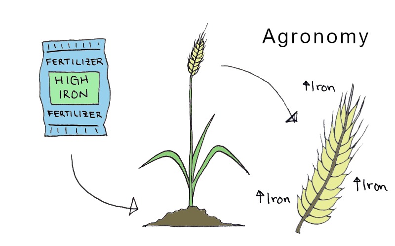 Agronomy model