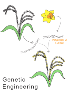 Genetic engineering model