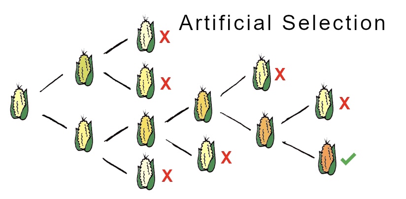 Artificial selection model