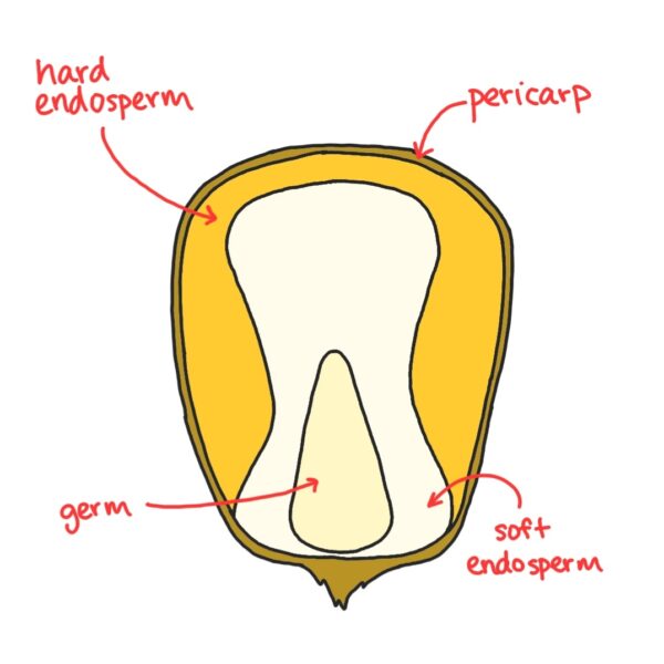 Corn Flour vs Masa Harina What’s the Difference? Professor Torbert