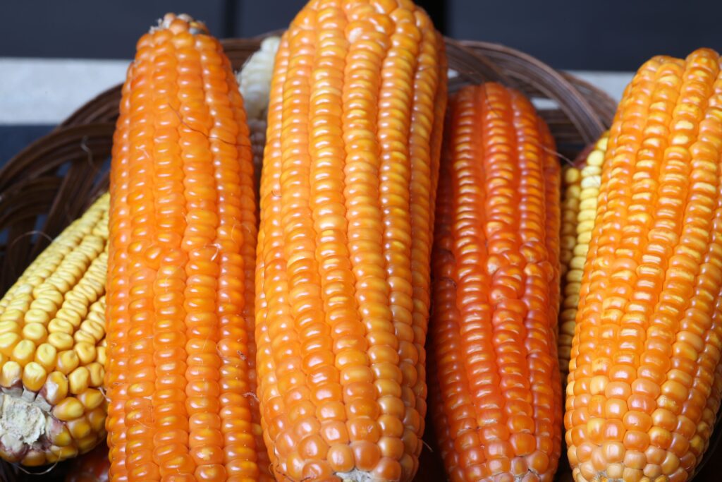 Closeup shot of different types of corn